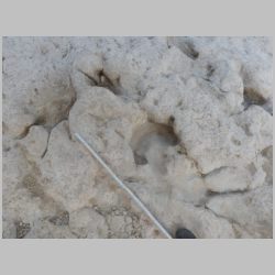 DSCN0530 Possible sauropod manus.jpg